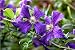 Clematis Viticella 'Polish Spirit' climbing plant, holds RHS garden merit award