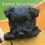 Scottish Terrier Puppies 2007 Calendar