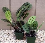Save on 1 Red and 1 Green Prayer Plant - Maranta - Easy to grow by Hirts: House Plant