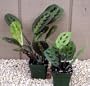 1 Red and 1 Green Prayer Plant - Maranta - Easy to grow
