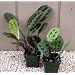 1 Red and 1 Green Prayer Plant - Maranta - Easy to grow
