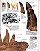 Dinosaur (DK Eyewitness Books)