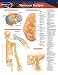 Book Nervous System (Life Sciences)