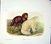 ARTIC FOX FOXES QUADRUPED AUDUBON COLOR OLD PRINT