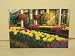 2001 " Longwood Gardens " Post Card - Chrysanthemum Festival In The Conservatory Orangery