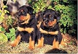 Rottweiler Puppies 300 Piece Puzzle