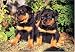   - Rottweiler Puppies 300 Piece Puzzle