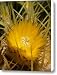 Sharp Yellow Canvas Print / Canvas Art - Artist Kelley King