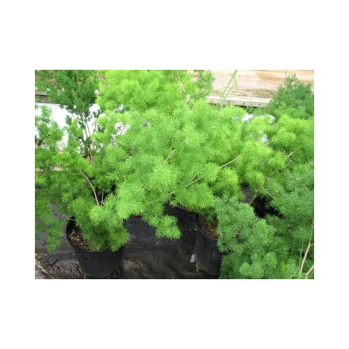 Asparagus Myriocladus Ming Fern 4 inch pot Shrub