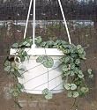 Rosary Vine - 6" Hanging Basket - Ceropegia woodii