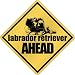 New  Labrador Retriever Bites Ahead !  Crossing Dog