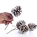 Factory Direct Craft Natural Pinecone Picks with Faux Snow - Accents for Christmas Holiday, Thanksgiving and Fall Decorations (Package of 12)