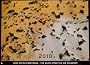 The Earth From Above 2010 Wall Calendar