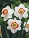 Unwins Bulbs - Daffodil Pink Charm 6 prepacked bulb(s)