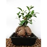 9GreenBox - Live Ginseng Ficus Tree Microcarpa Bonsai w/ Plastic Pot