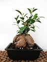 9GreenBox - Live Ginseng Ficus Tree Microcarpa Bonsai w/ Plastic Pot