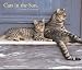 Cats in the Sun 2007 Wall Calendar