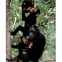Kristin Mosher (Chimps) Art Poster Print - 13x19