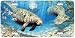 Warm Springs Refuge - Manatee Art Print - License Plate Tag By Don Ray From Airstrike