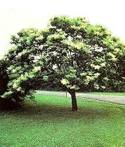 Japanese Tree Lilac 6 Seeds
