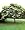 Japanese Tree Lilac 6 Seeds