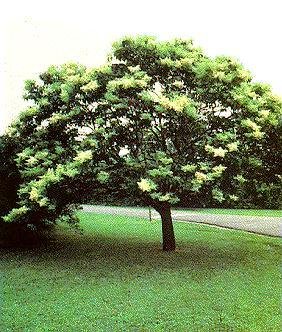 Japanese Tree Lilac 6 Seeds