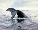 Humpback Whale Tail Watch Ocean Art Poster Print - 20