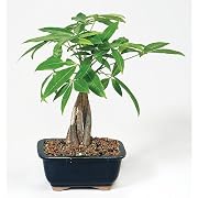 Floral Live 10"-12" Money Tree Bonsai Floral Live 10"-12" Money Tree Bonsai