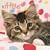 I Love Kittens 2009 Calendar