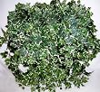 Giant Variegated English Ivy Ledge Garden