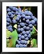 Pinot Noir Grapes Hanging on a Vine, South Africa Styles Framed Art Poster Print by Christer Fredriksson, 25x31