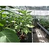 Rote Engelstrompete Brugmansia sanguinea Samen
