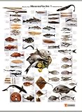 Meeresfische / Marine Fish / Poisson de mer, Poster, Nr.1