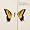 Brand New Eyes