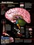 Brain Matters Art Poster Print, 18x24