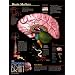 Brain Matters Art Poster Print, 18x24