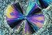 Salicylic Acid Crystals Viewed in Polarized Light - 24W x 16H - Peel and Stick Wall Decal by Wallmonkeys