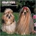 shih_tzu19shih tzu - Shih Tzu 2010 Wall Calendar