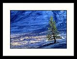 Great American Picture IS809567 Isolated Tree Yosemite National Park, California Framed Photograph -