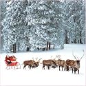 Childline Charity Christmas Cards - Sleigh Bells Ring (Pack of 8)