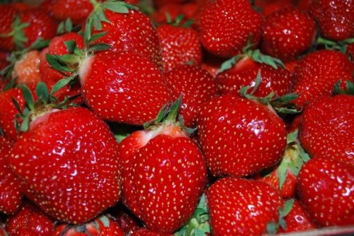 *75+ Seascape Everbearing Strawberry Seeds by Seeds and Things *75+ Seascape Everbearing Strawberry Seeds by Seeds and Things