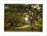 Burnham Beeches London and suburbs England, c. 1890s, (L) Library Image