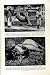 C1920 Annamese Sacrilege Tiger God Annam Lissom Tribe