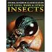Ant Lions, Wasps & Other Insects (Animal Kingdom Classification)