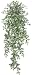 Wandering Jew Plants to make a Hanging Basket Like this one!!!