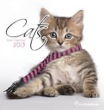 Official Rachel Hale Cats Desk Easel 2013 Calendar