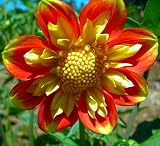 Pooh Collarette Dahlia 1 Root - NEW ! - Vivid Orange - B0011Z4K0Y