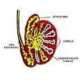 Male Testes Tubules Seminiferous Lobules Label Education Photographic Poster Print, 40x30