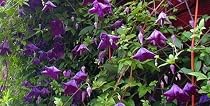 Italian Clematis 15 Seeds - Clematis viticella