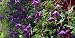 Italian Clematis 15 Seeds - Clematis viticella